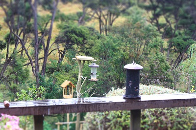 Little Forest Bed and Breakfast